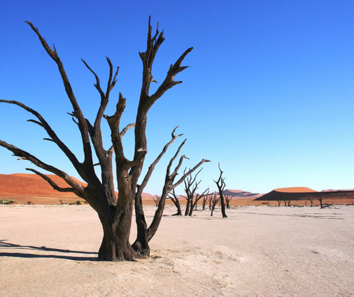 Kameldornbäume im Deadvlai in der Namib, auf Namibia, das Wüsten Abenteuer, der Enduro Reise durch Namibia