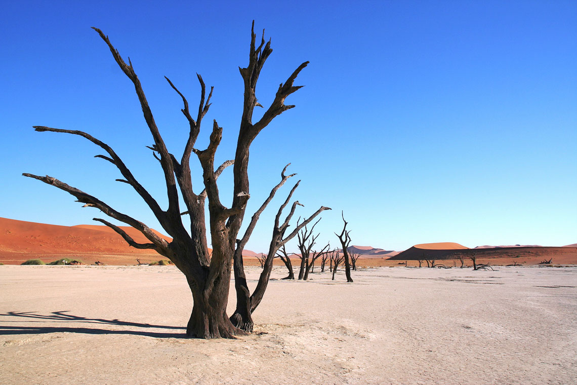 Kameldornbäume im Deadvlai in der Namib, auf Namibia, das Wüsten Abenteuer, der Enduro Reise durch Namibia