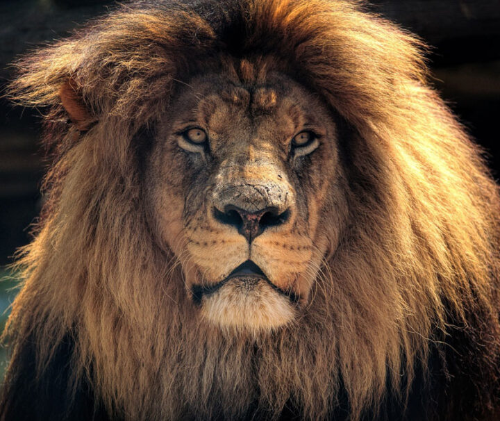 Löwe im Krüger Nationalpark - Südafrika
