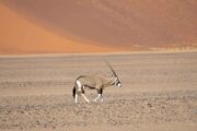 Ein Gemsbok vor einer hohen Düne bei der Enduro Reise durch Namibia