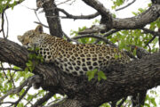 Chillender Leopard im Krüger Nationalpark - Südafrika, auf der großen Südafrika Motorrad Tour