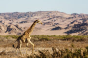 Giraffe im trockenen Hoanibtal Namibia
