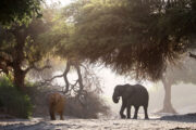 Sehr seltene Wüstenelefanten im Hoanibtal